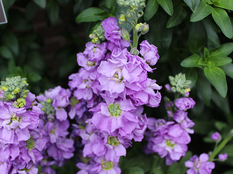 紫羅欄花